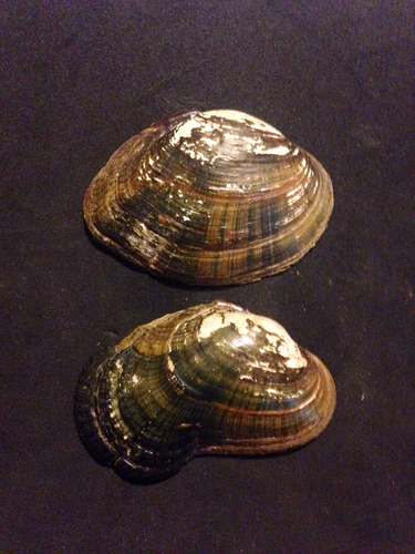 Duck River Dartersnapper