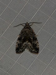 Protodeltote muscosula