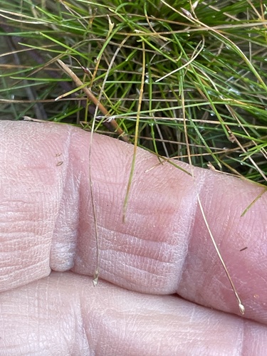 Image of Eleocharis baldwinii by no rights reserved