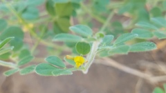 Acmispon heermannii
