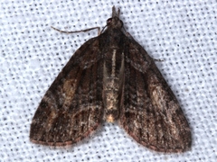 Microdes diplodonta