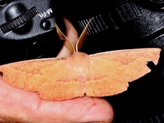 Monoctenia falernaria