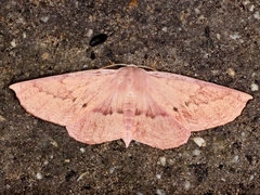 Monoctenia falernaria