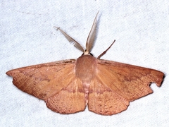Monoctenia falernaria