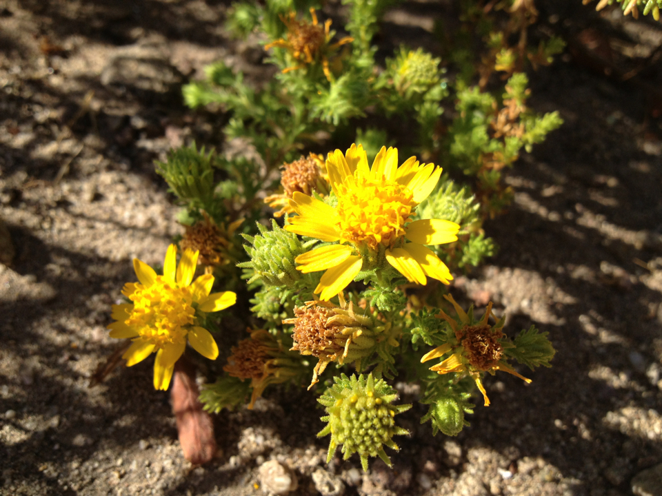 Deinandra minthornii
