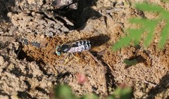 Bembix americana spinolae