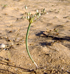 Allium sindjarense