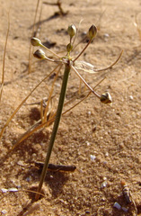 Allium sindjarense
