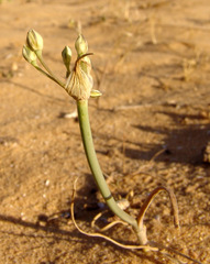 Allium sindjarense