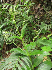 Hedyotis