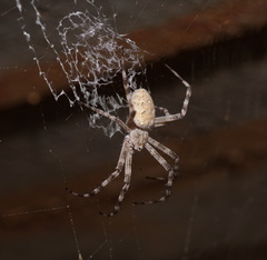 Argiope mascordi