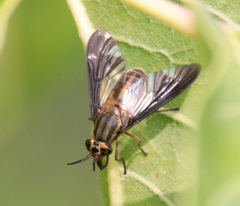 Chrysops moechus