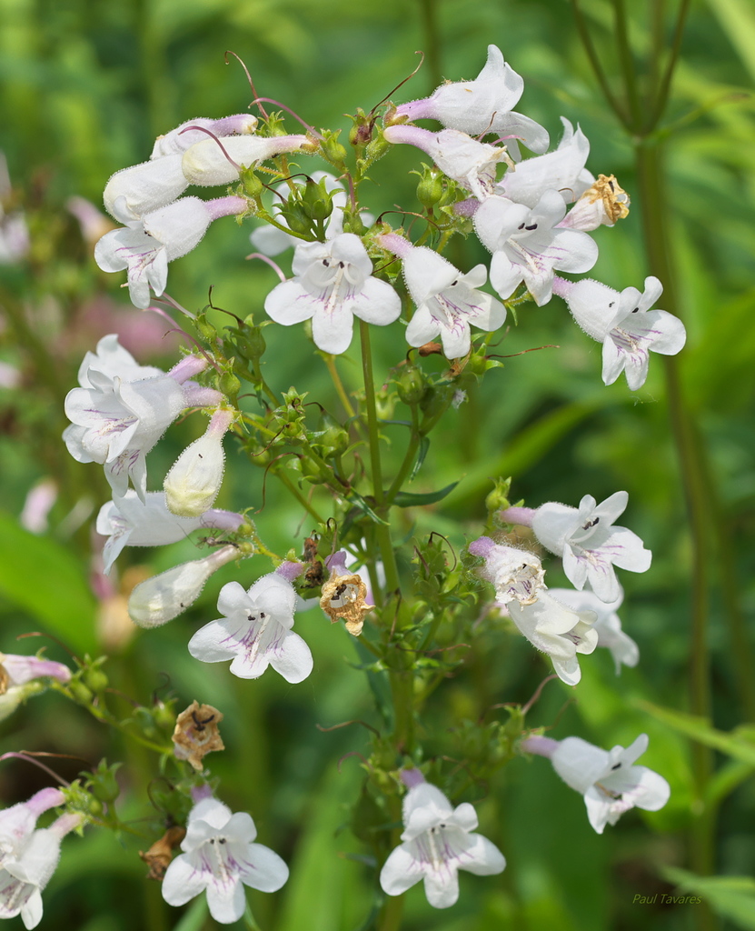 Foxglove Beardtongue (Murfreesboro Indigenous Plant Project (MIPP