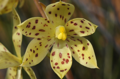 Image of Thelymitra sargentii by (c) Jeremy Jones, some rights reserved (CC BY)