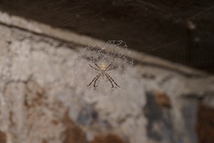 Argiope mascordi
