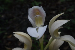 Govenia liliacea