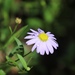 Aster indicus - Photo (c) hsiuchinglee, some rights reserved (CC BY-NC)