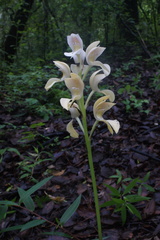 Govenia liliacea