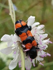 Trichodes crabroniformis