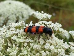 Trichodes crabroniformis