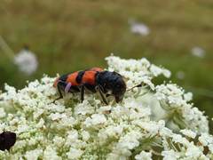 Trichodes crabroniformis