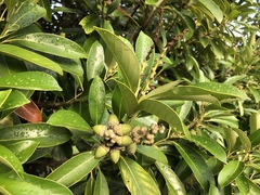 Lithocarpus edulis