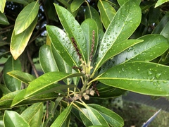 Lithocarpus edulis