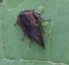 Telamonini