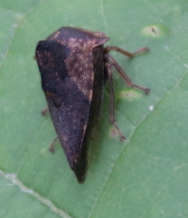 Telamonini