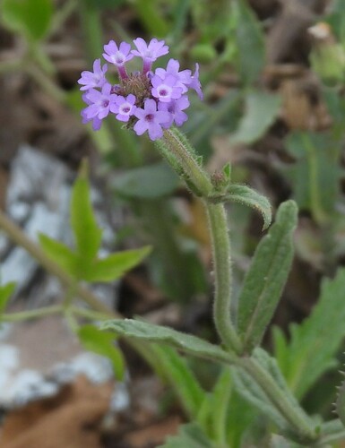 Image of Verbena hispida by no rights reserved