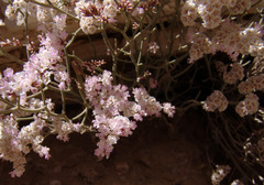 Limonium pruinosum