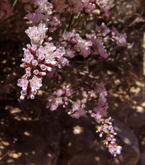 Limonium pruinosum