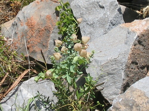 Image of Leontice leontopetalum by (c) zebedeugalinha, some rights reserved (CC BY)