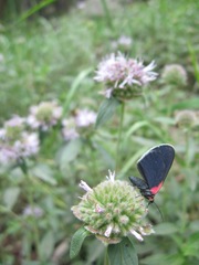 Eutrepsia inconstans