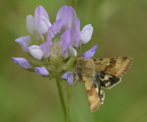 sivkavec štetkový (Heliothis viriplaca)