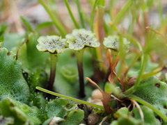 Marchantia polymorpha montivagans