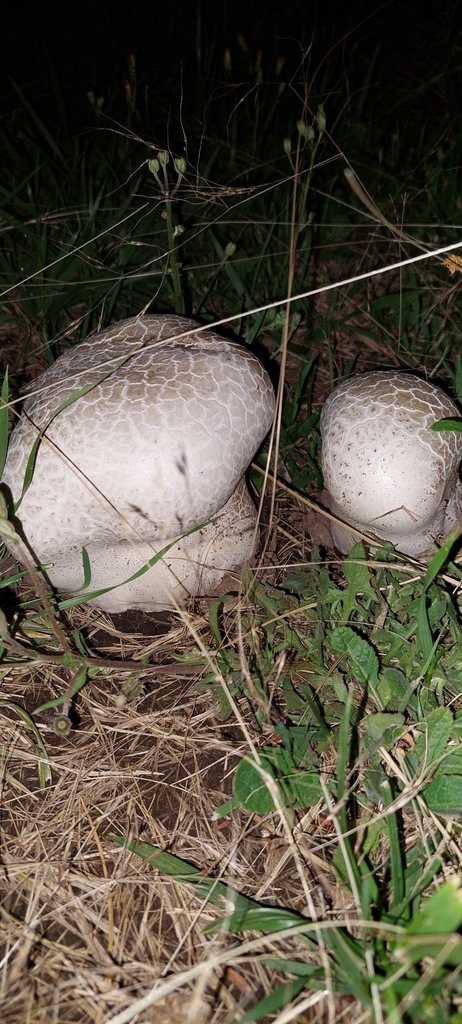 Calvatia cyathiformis · November 2024 · photo: © laurabm2020 (iNaturalist, cc-by)