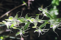 Habenaria crassicornis