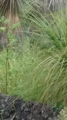Spinus psaltria
