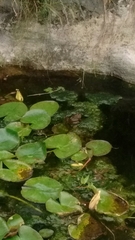 Lithobates montezumae