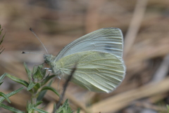 Pieris ergane