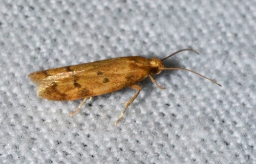 Gerdana Moth photo 2