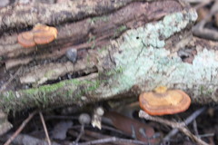 Polyporus hypomelanus