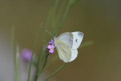 Pieris ergane