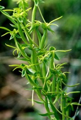 Habenaria novemfida