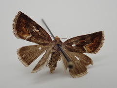 Deltote bellicula