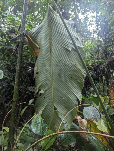 Rattlesnake plant (Calathea crotalifera)
