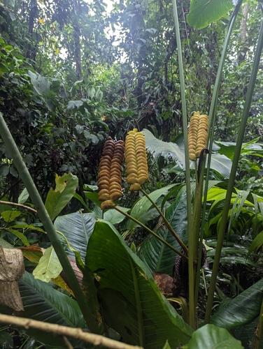 Image of Calathea crotalifera by (c) Blake Ross, some rights reserved (CC BY)