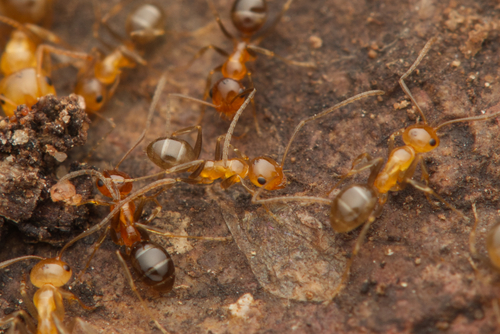 Melophorus biroiMelophorus biroi