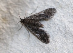 Elophila tinealis